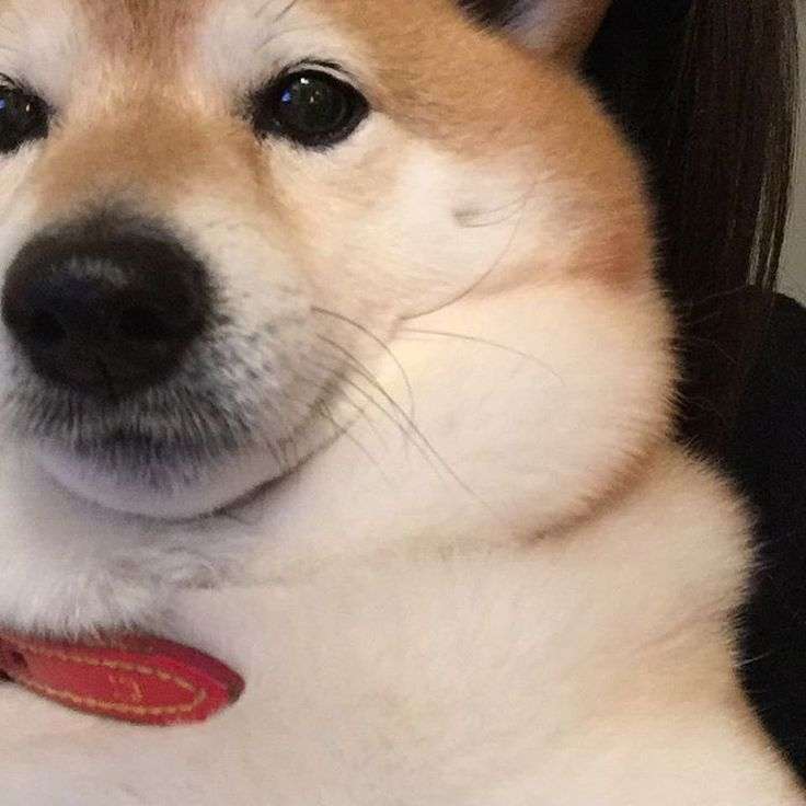 もこもこな画像が集まるトピ