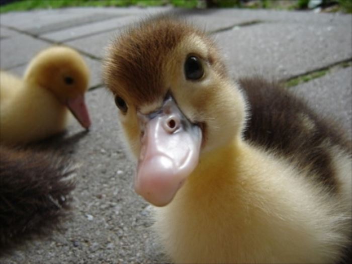 鳥の画像を貼っていくトピ