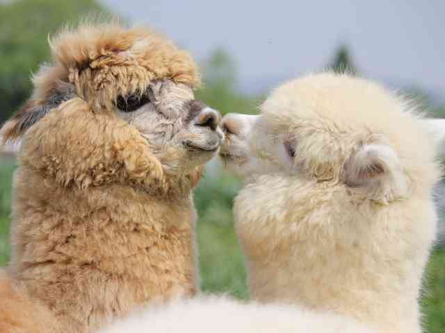 もこもこな画像が集まるトピ