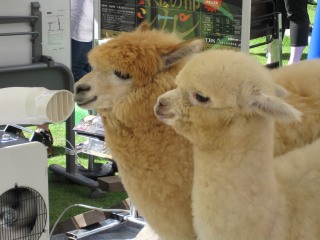 もこもこな画像が集まるトピ