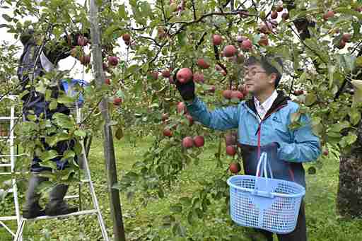 リンゴ園悲鳴「手回らない…」津軽地方、高齢化や労働力不足深刻、時給は750円