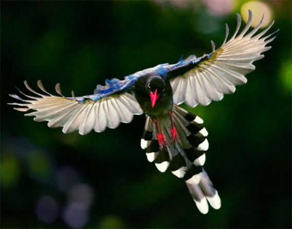 鳥の画像を貼っていくトピ