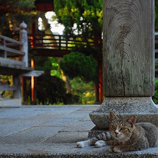 美しい日本語と写真を楽しむトピ