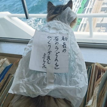ガルちゃん猫カフェ21号店 開店しました♪ (初めての方も大歓迎!)