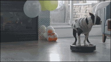 楽しそうな犬の画像トピ