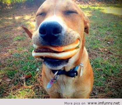 楽しそうな犬の画像トピ