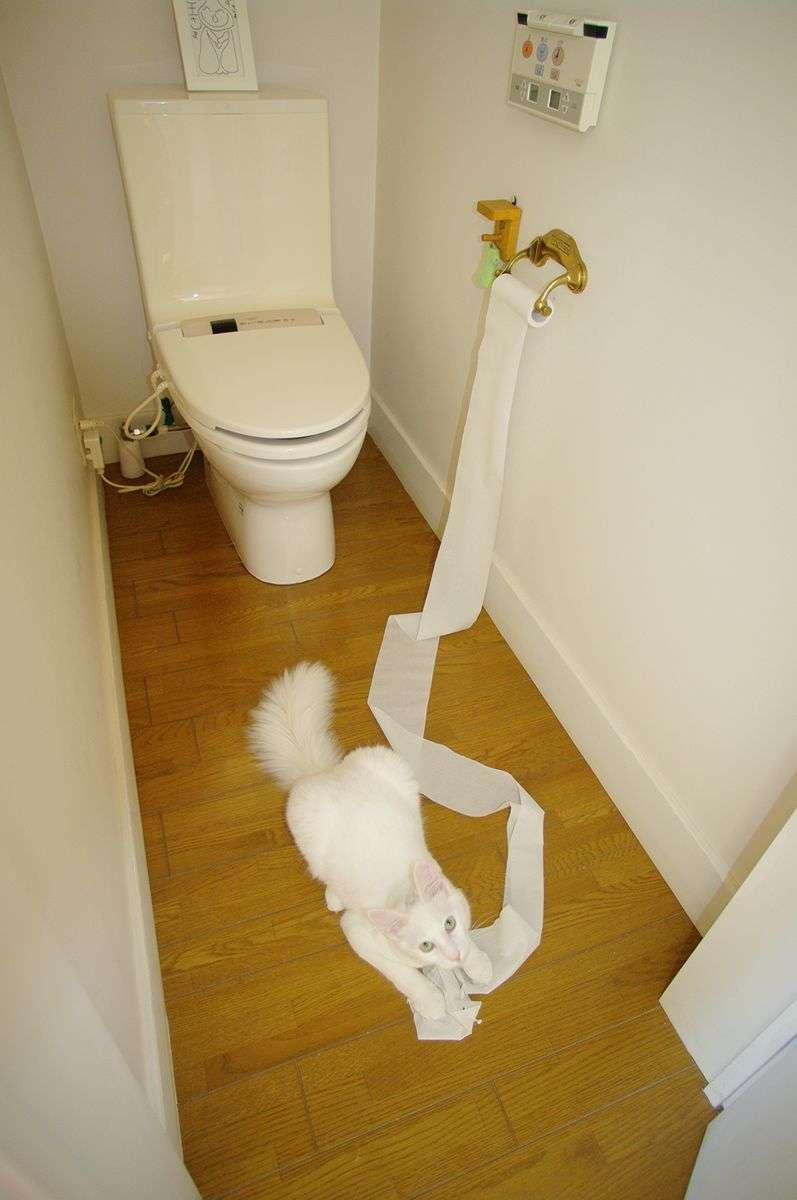 【犬・猫】ペットがいたずらしちゃった画像が見たい【動物・かわいい】