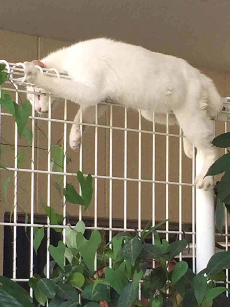 どこでも寝られる選手権