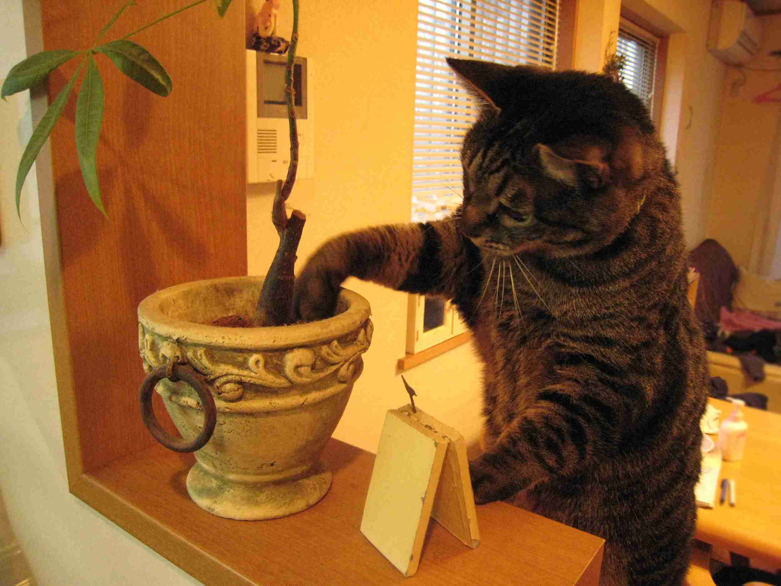 【犬・猫】ペットがいたずらしちゃった画像が見たい【動物・かわいい】