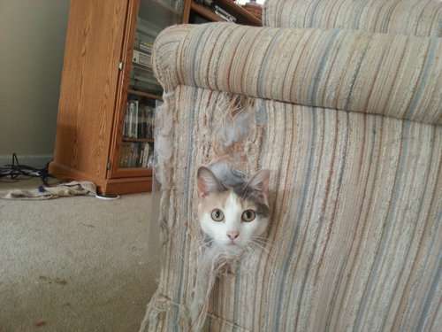 トラをペットとして飼うべきですか?