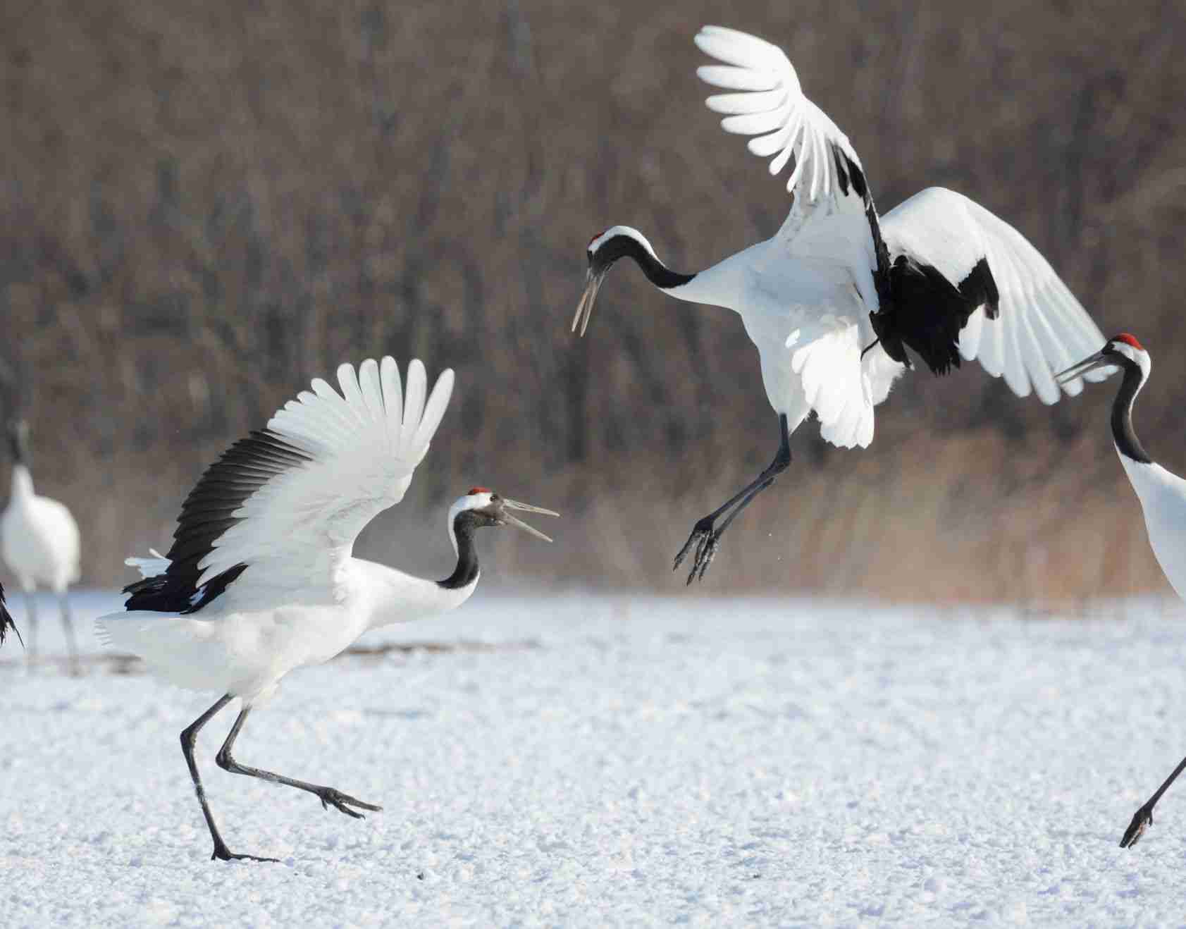 鳥の画像を貼っていくトピ