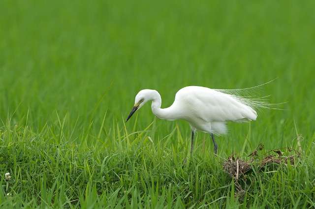鳥の画像を貼っていくトピ
