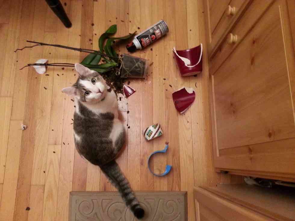 【犬・猫】ペットがいたずらしちゃった画像が見たい【動物・かわいい】