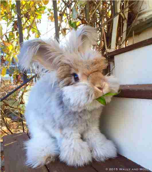 もこもこな画像が集まるトピ