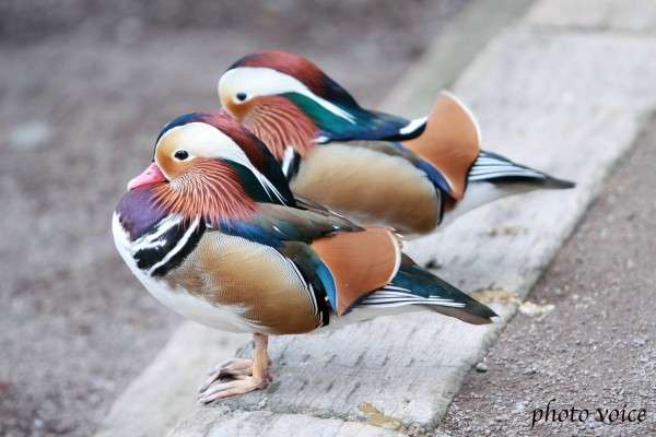 鳥の画像を貼っていくトピ