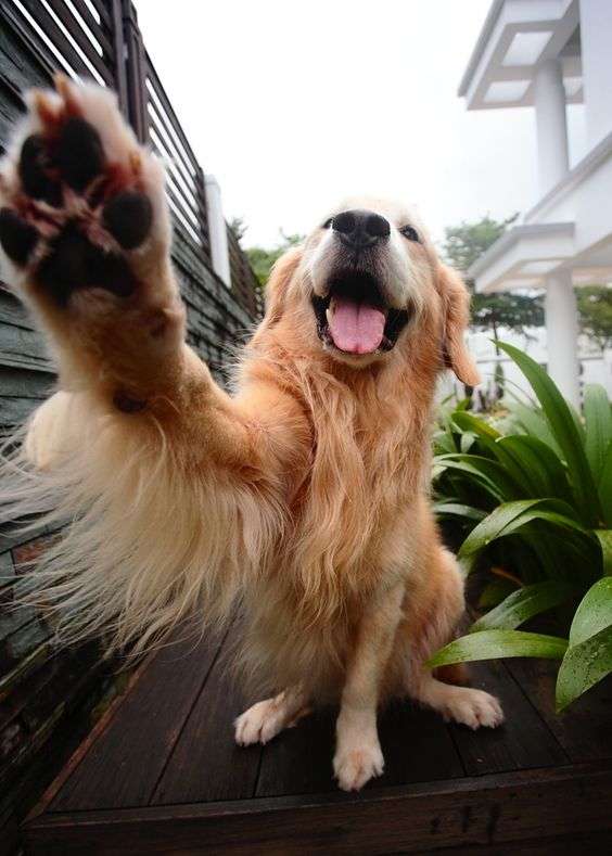 楽しそうな犬の画像トピ