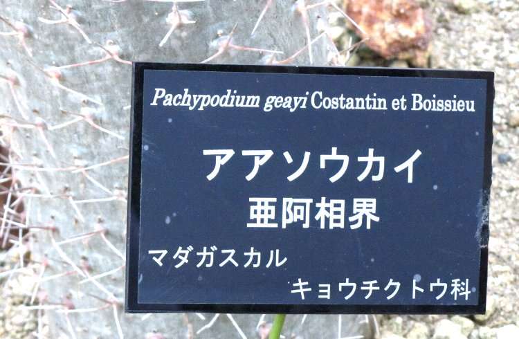 ガルちゃん猫カフェ21号店 開店しました♪ (初めての方も大歓迎！)