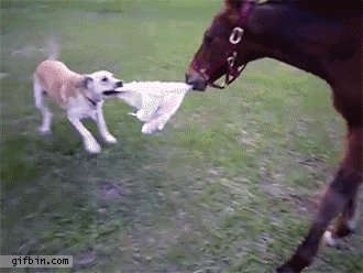 楽しそうな犬の画像トピ