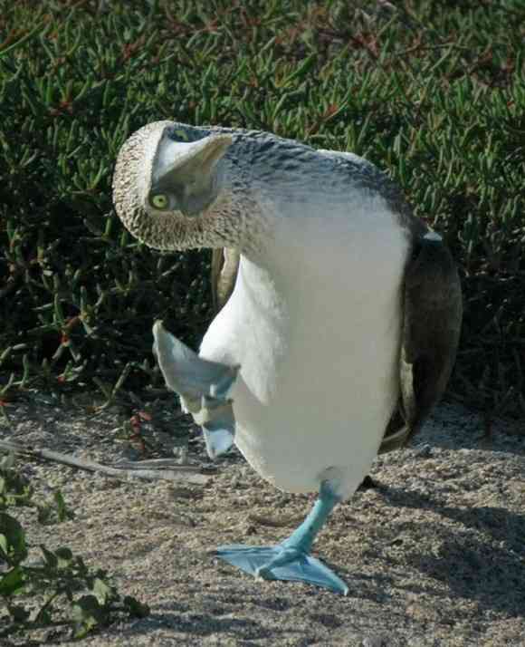 鳥の画像を貼っていくトピ