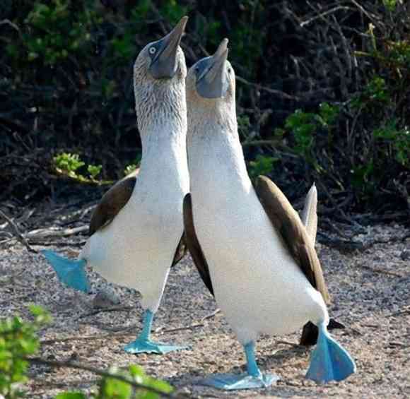鳥の画像を貼っていくトピ