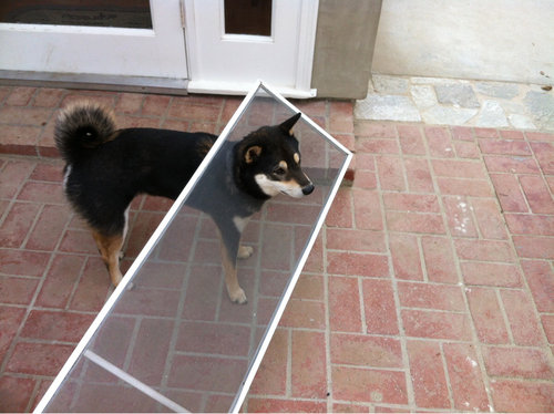 【犬・猫】ペットがいたずらしちゃった画像が見たい【動物・かわいい】