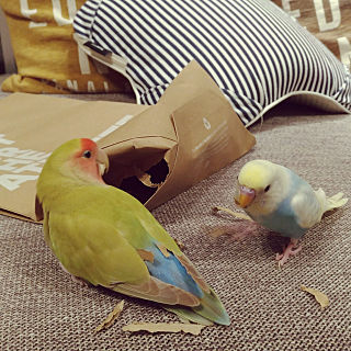 インコが大好き♡