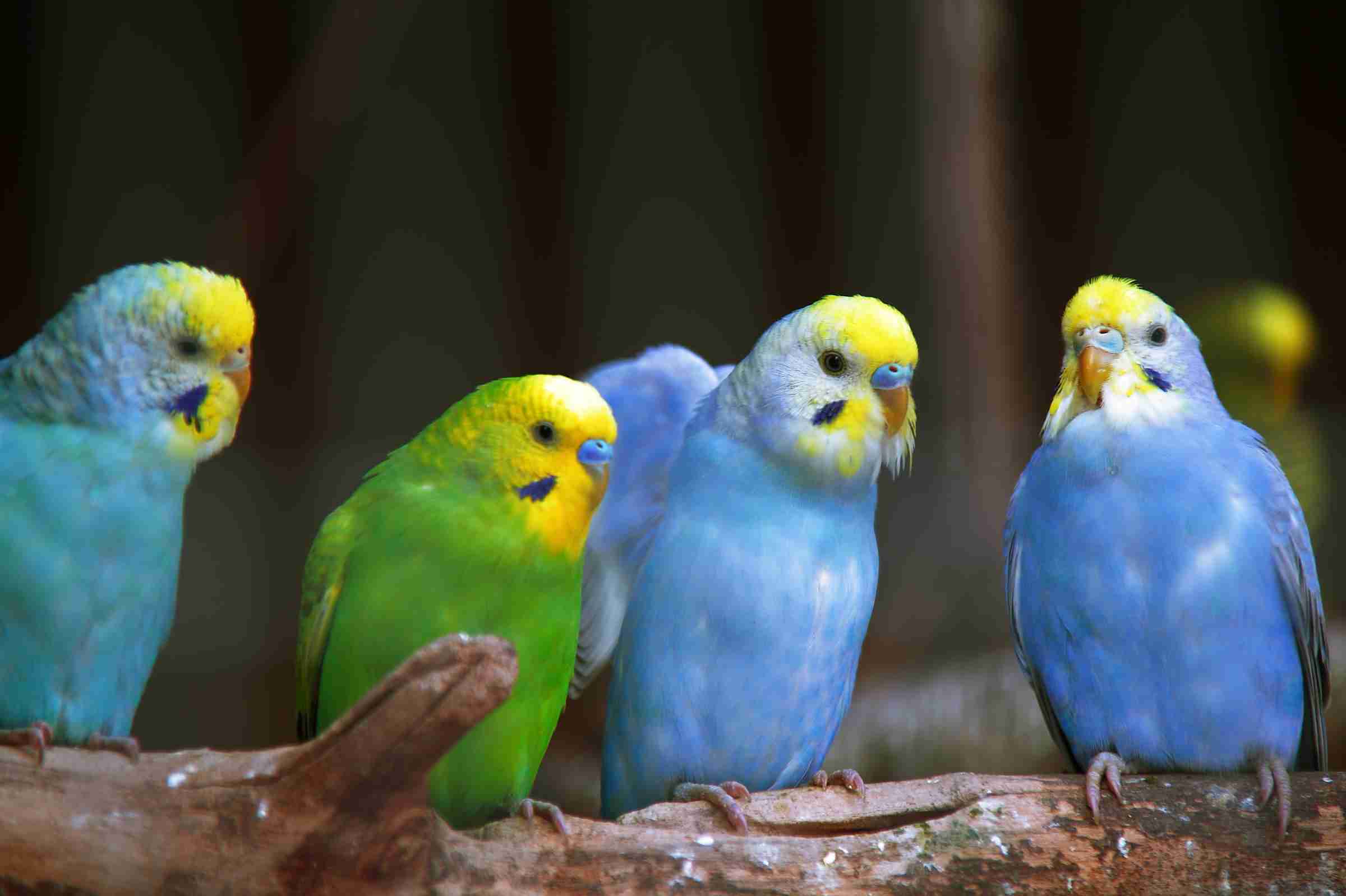 鳥の画像を貼っていくトピ