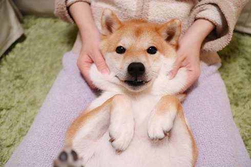 もこもこな画像が集まるトピ