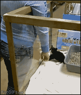 癒されるGIFを貼るトピ☆彡.。