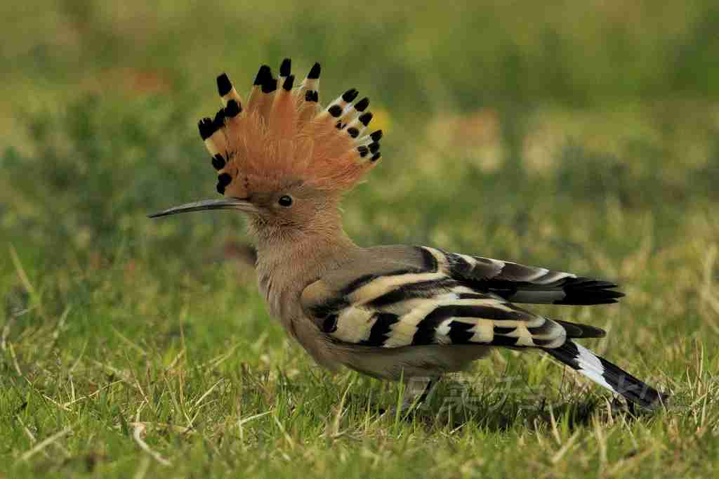 鳥の画像を貼っていくトピ