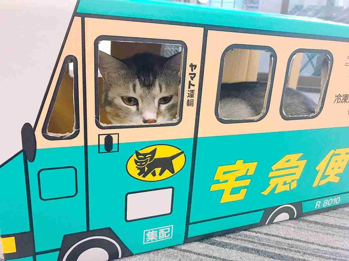 ガルちゃん猫カフェ21号店 開店しました♪ (初めての方も大歓迎!)