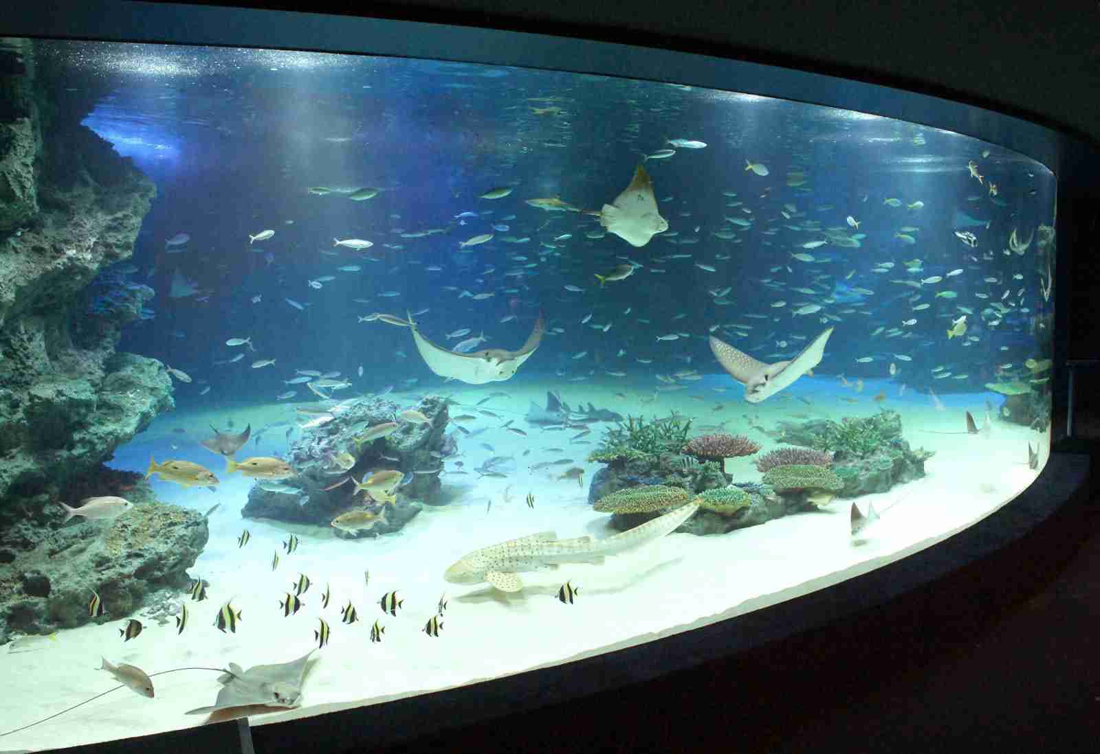 大水槽の魚1235匹死ぬ…サンシャイン水族館