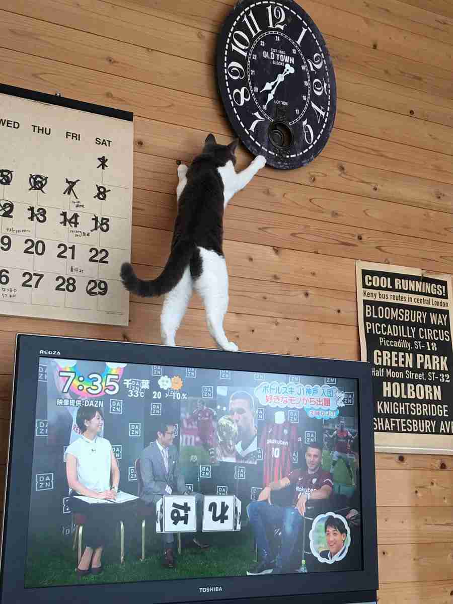 【犬・猫】ペットがいたずらしちゃった画像が見たい【動物・かわいい】