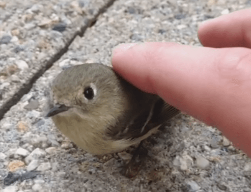 鳥の画像を貼っていくトピ