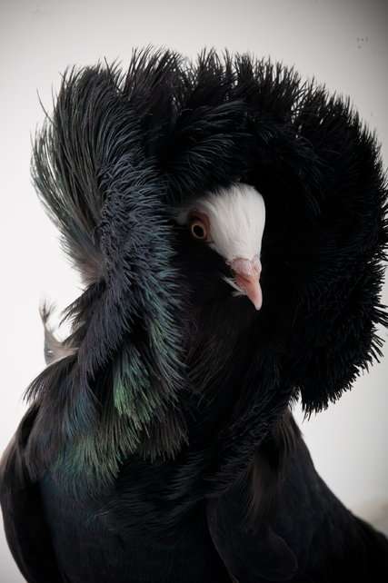 鳥の画像を貼っていくトピ