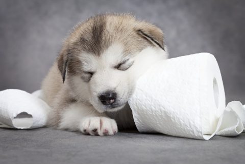 トイレトレーニングのコツ【子犬】