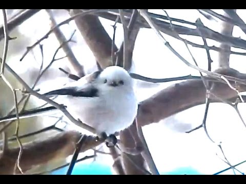 ジュルリ、鳴き声も可愛いシマエナガ - YouTube