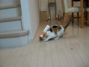【犬・猫】ペットがいたずらしちゃった画像が見たい【動物・かわいい】