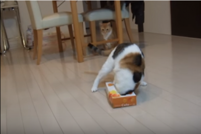【犬・猫】ペットがいたずらしちゃった画像が見たい【動物・かわいい】