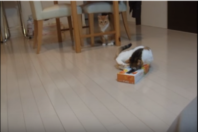 ティッシュ箱が抜けない！三毛猫のハプニング | ペットゴーノート