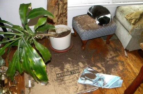 【犬・猫】ペットがいたずらしちゃった画像が見たい【動物・かわいい】