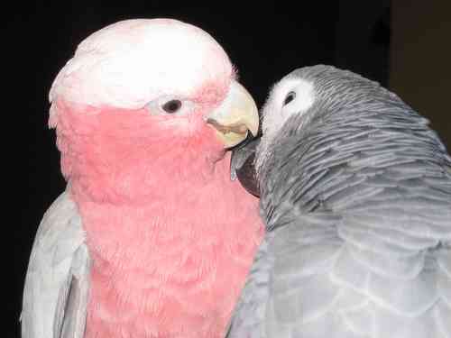 鳥の画像を貼っていくトピ
