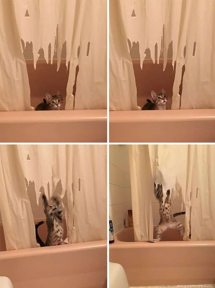 【犬・猫】ペットがいたずらしちゃった画像が見たい【動物・かわいい】