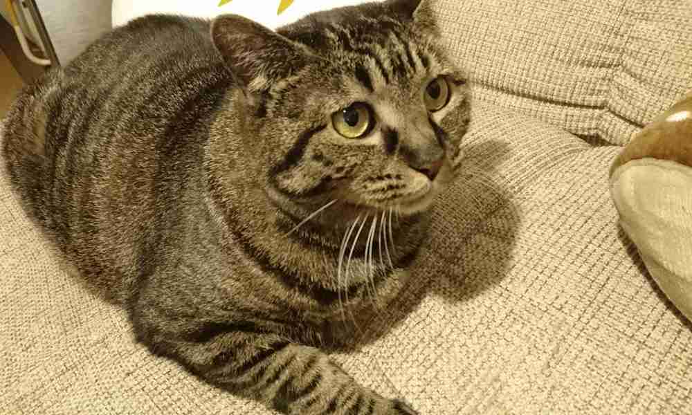 空気を読み過ぎる猫　号泣する飼い主にそっと寄り添い、翌日までも | sippo(シッポ)