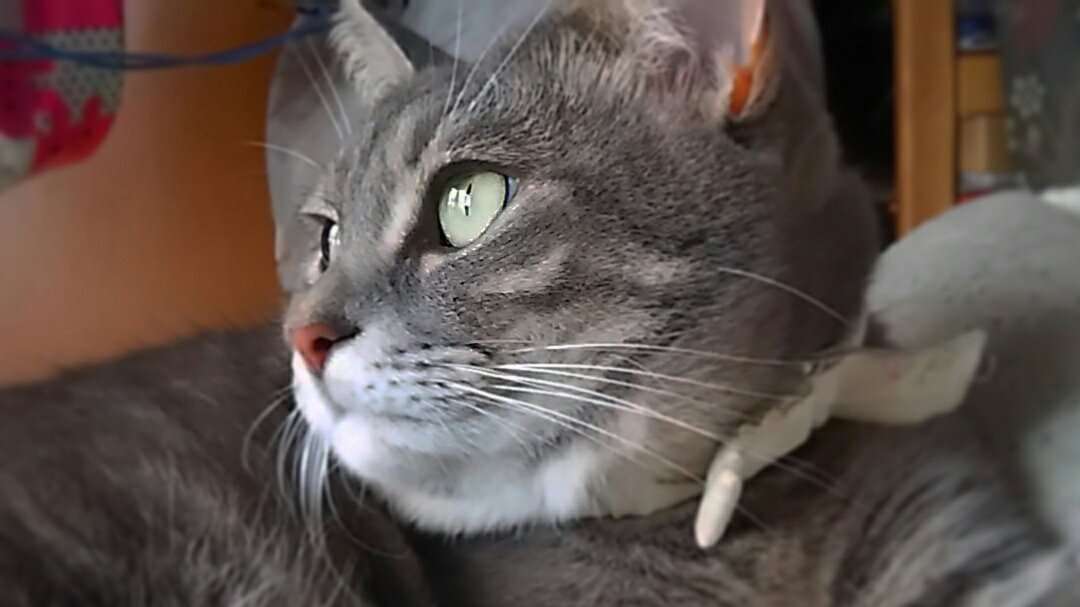 ガルちゃん猫カフェ21号店 開店しました♪ (初めての方も大歓迎!)
