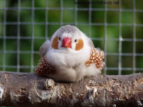鳥の画像を貼っていくトピ
