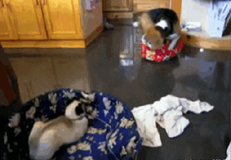 【犬・猫】ペットがいたずらしちゃった画像が見たい【動物・かわいい】