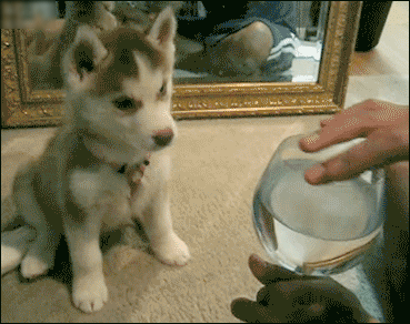 楽しそうな犬の画像トピ