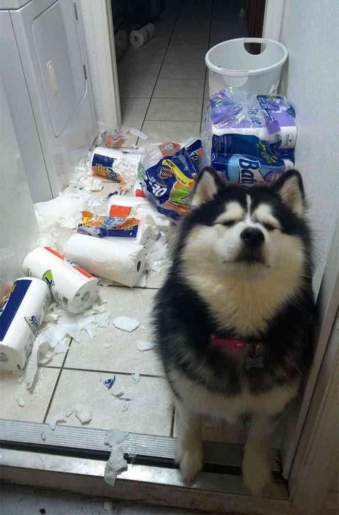【犬・猫】ペットがいたずらしちゃった画像が見たい【動物・かわいい】