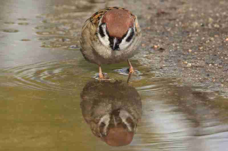 鳥の画像を貼っていくトピ